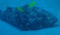 Malabar Grouper